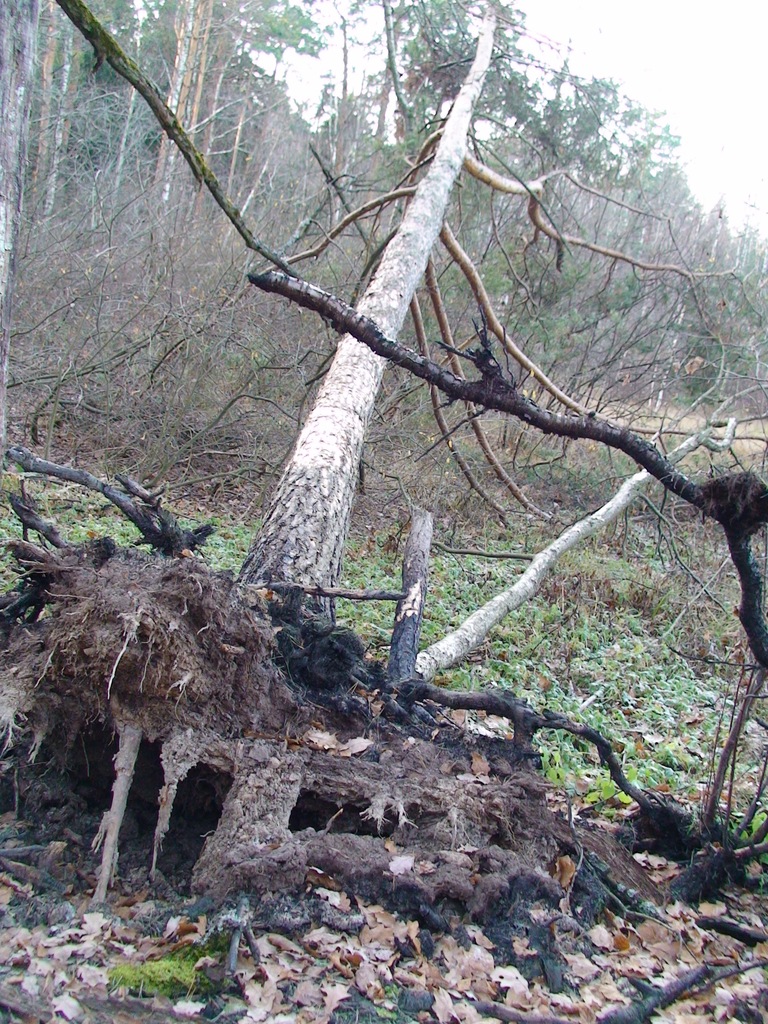 Click to enlarge